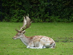 FZ020041 Fallow deer (Dama dama).jpg